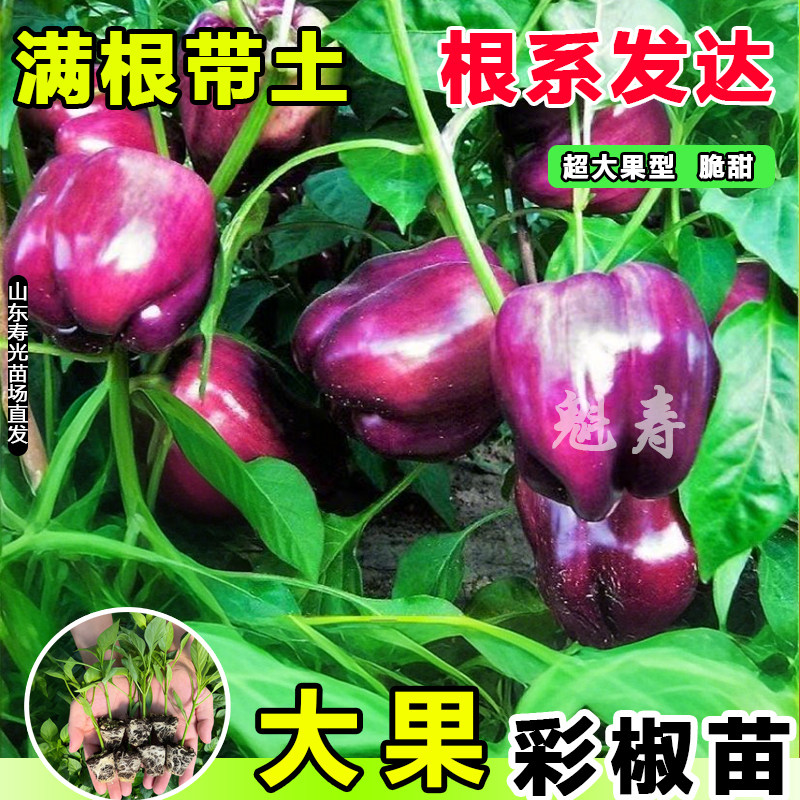 寿光五彩甜椒苗秧水果辣红