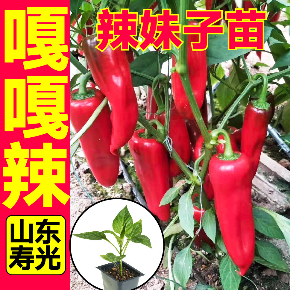 寿光嘎辣妹子苗秧巨特青红