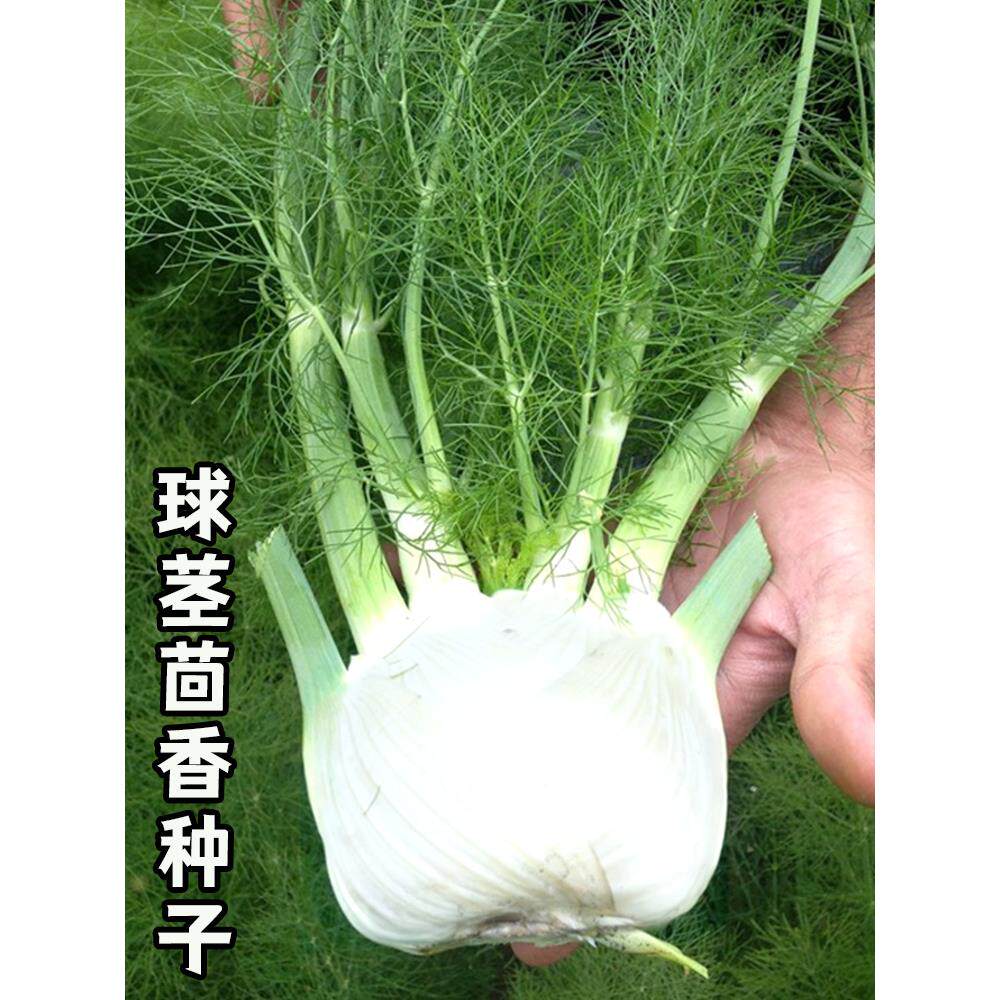球茎茴香种子籽菜孑苗根结
