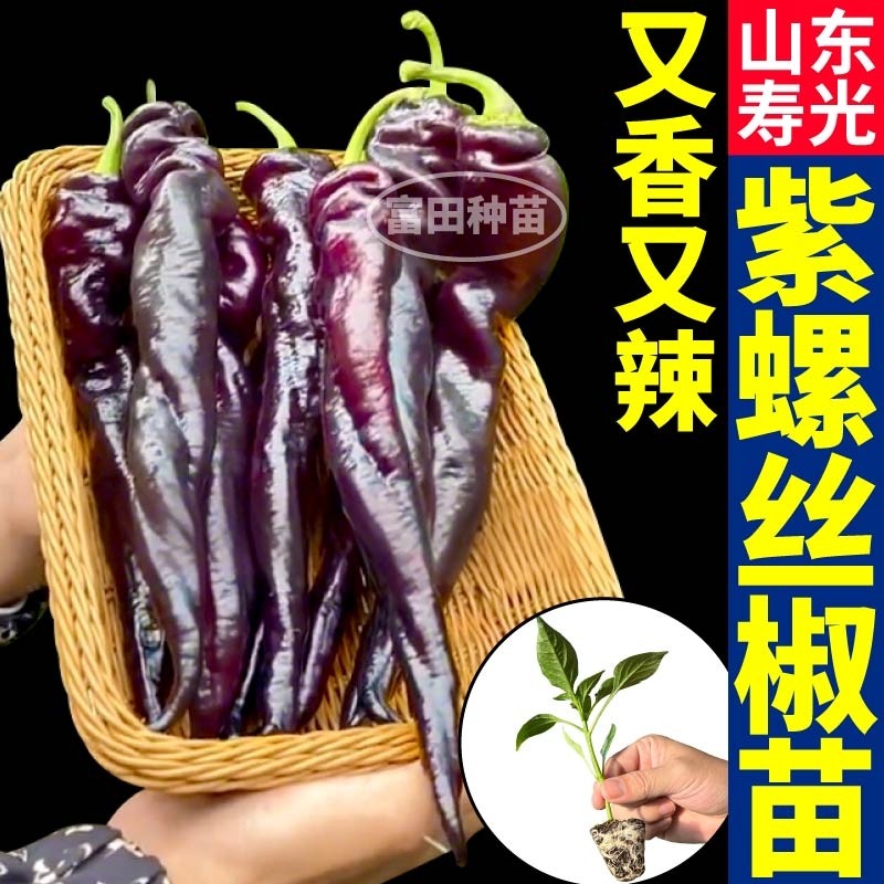 压趴架紫螺丝椒苗秧香辣抗病强四季盆栽紫妃黑美人辣椒阳台种子