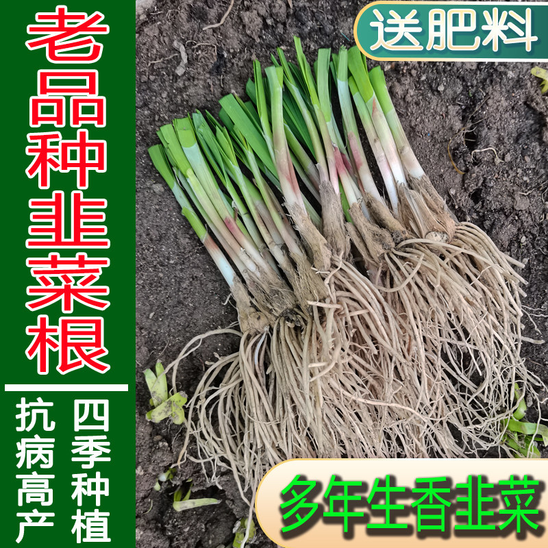 老品种细叶香韭菜子苗多年