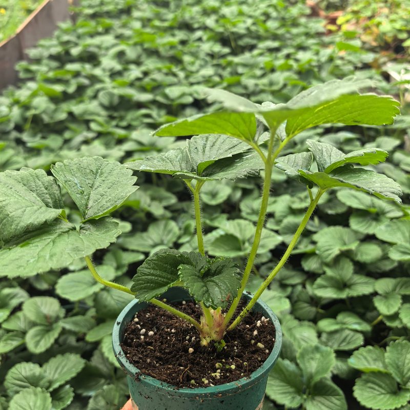 各种盆栽草莓苗地阳台9厘