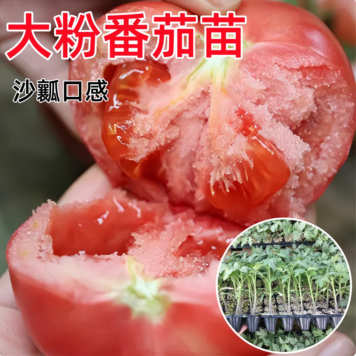 大粉番茄苗秧老品种沙瓤抗