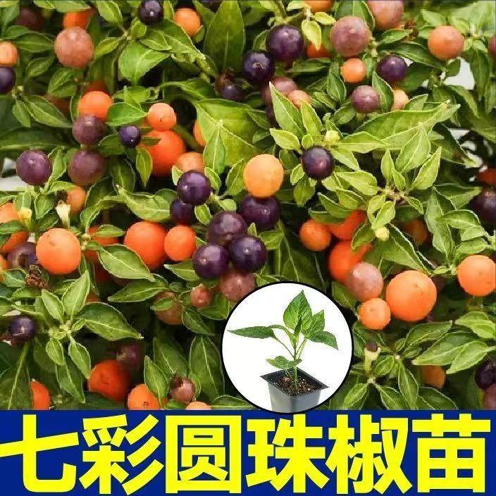 观赏食用好看七彩圆珠椒秧