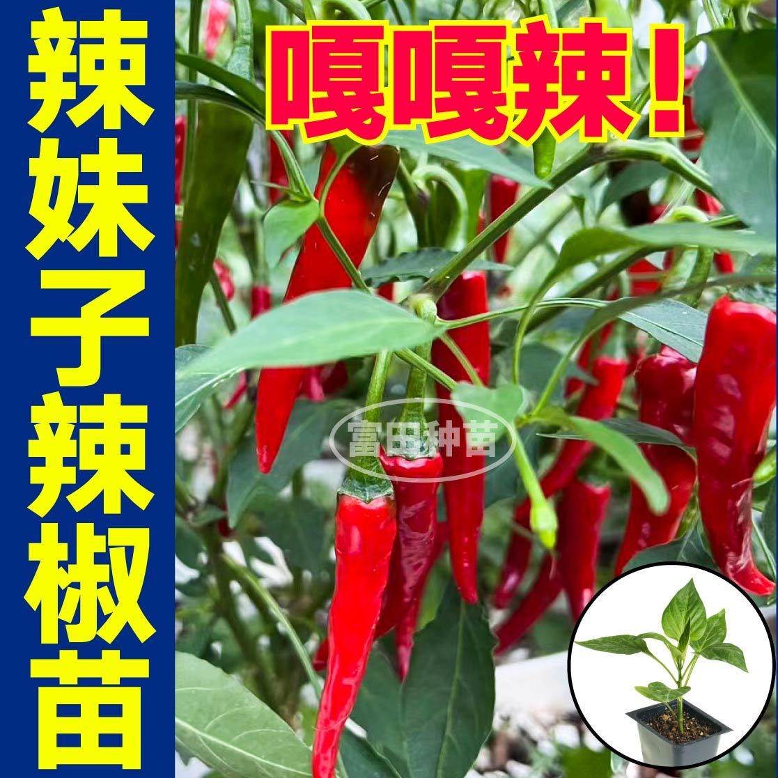 嘎辣妹子椒苗秧带土球干鲜