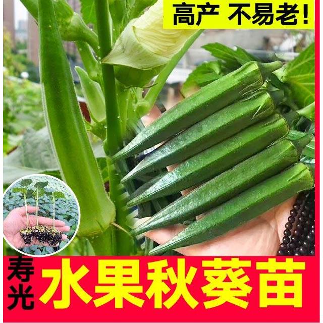超嫩水果秋葵苗秧红种子生