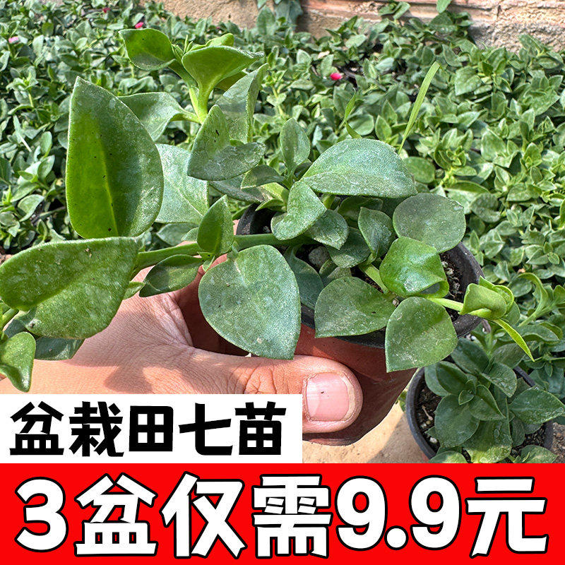 田七盆栽种苗特色野菜阳台