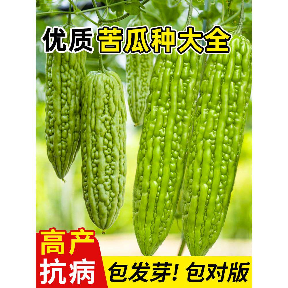 苦瓜种籽老品白苹果子大全