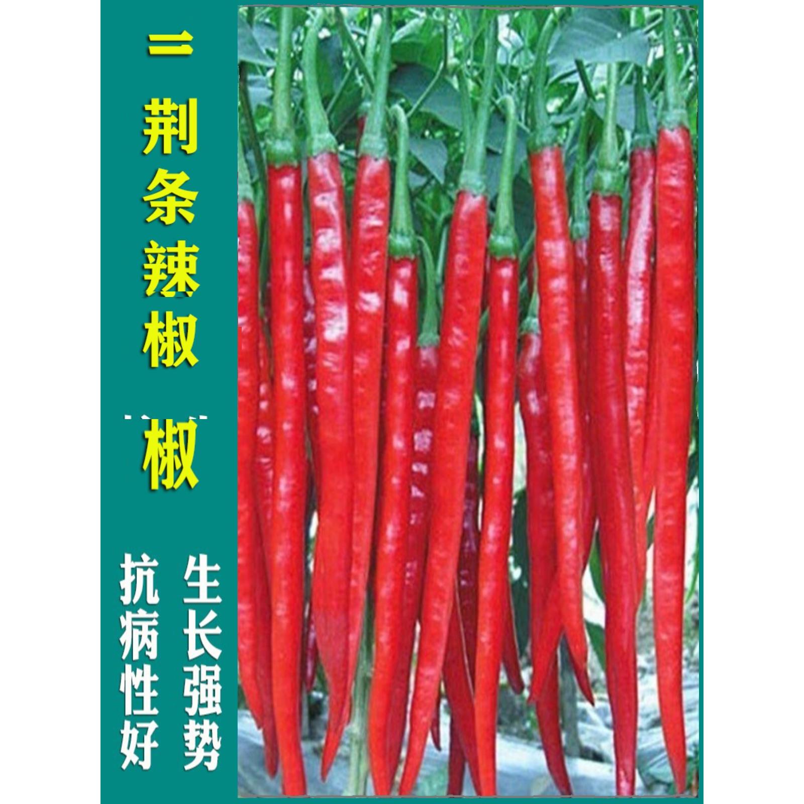 二荆条辣椒种子金秧苗香超