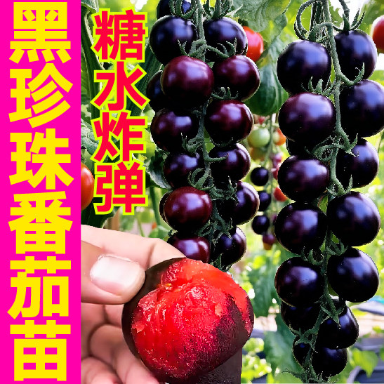 寿光糖水炸弹黑珍珠番茄苗