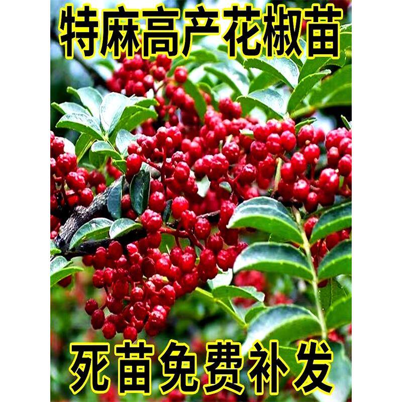 大红袍花椒苗树食用盆栽地