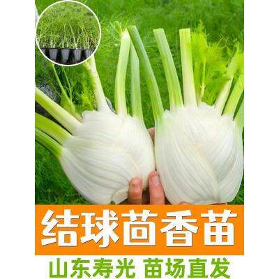 结球茴香苗秧茎种割茬蔬菜