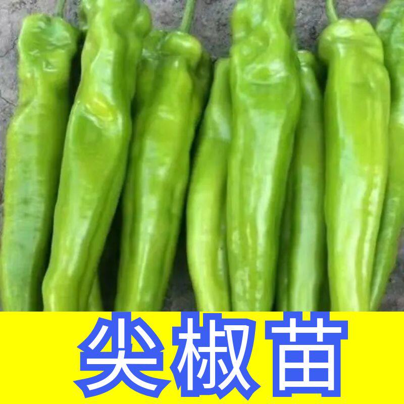 辣椒苗蔬菜尖特大牛角薄皮