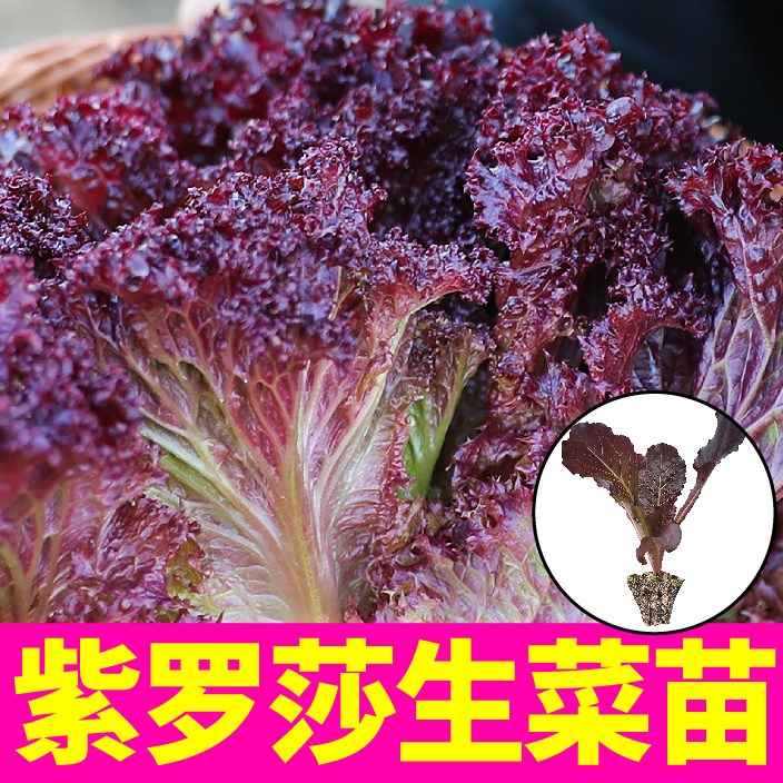 寿光紫罗莎叶生菜苗秧带土