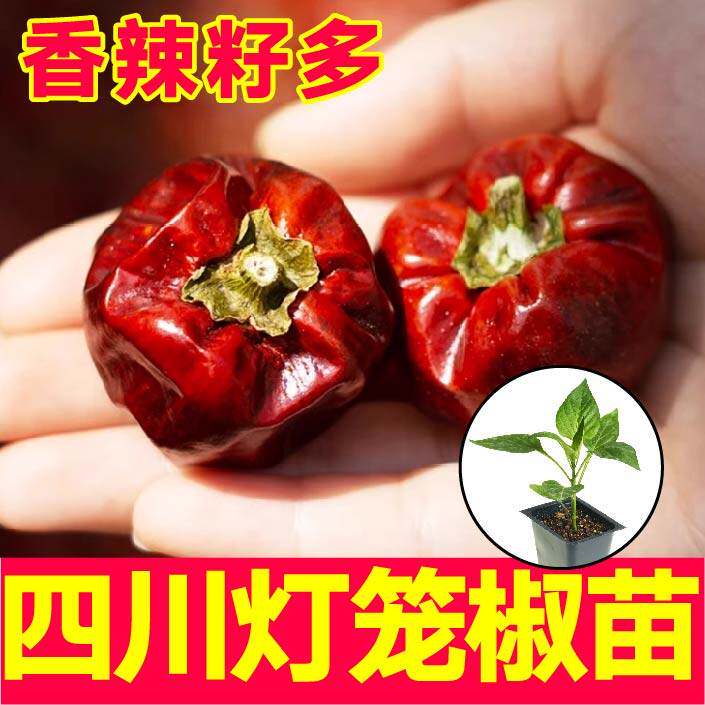 正宗四川灯笼椒苗秧微辣特香干湿两用美人朝天魔鬼辣椒种子带土球