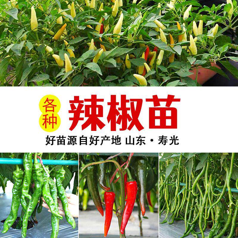 各种辣椒苗螺丝巨型陇薄皮