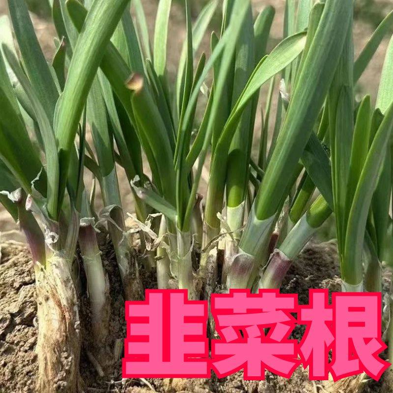 韭菜根苗子韭菜根秧苗四季蔬菜苗