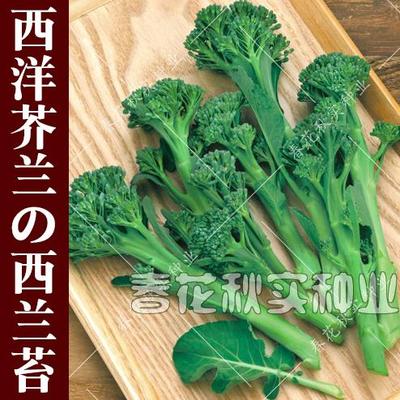 西洋芥蓝种子秋季蔬菜兰