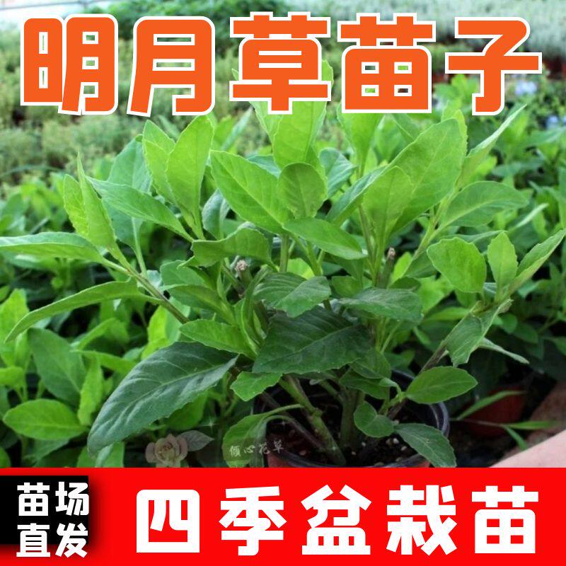 明月草苗盆栽白背菜降糖草神仙草蔬菜种植食用植物白子菜金鸡毛草
