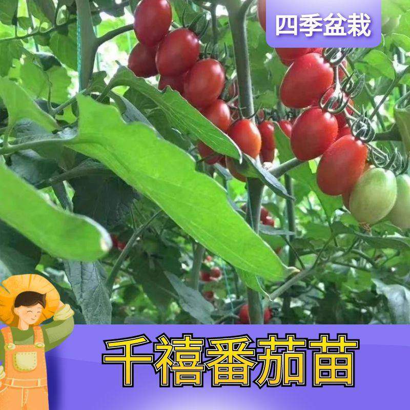 千禧圣女果苗秧瀑布小番茄