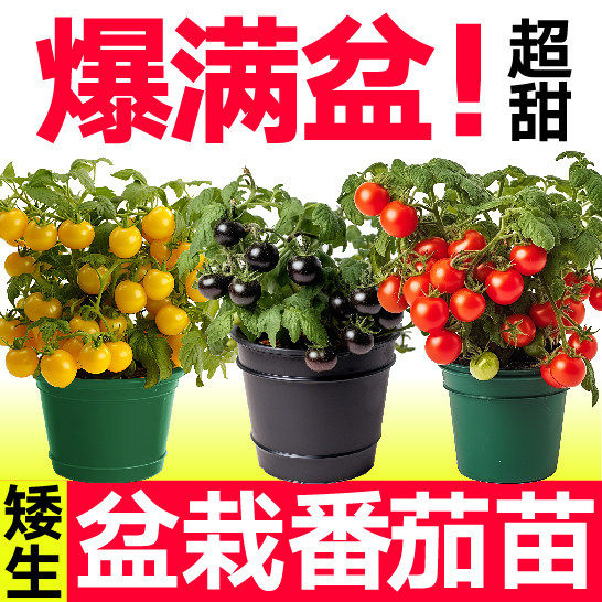 超甜红黄黑矮生盆栽小樱桃
