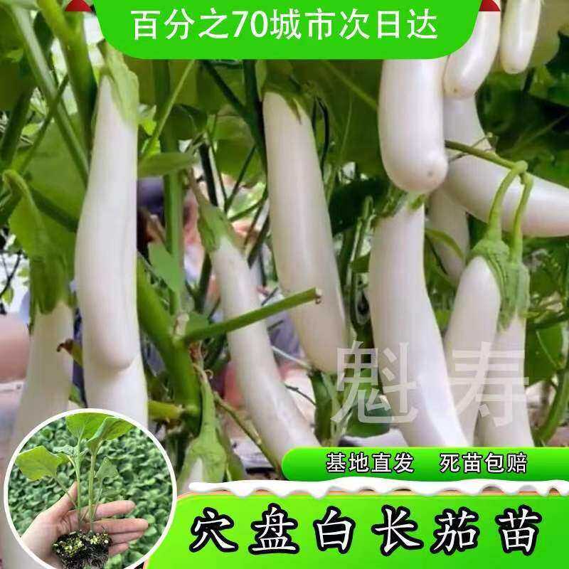 白长茄秧苗圆茄白长茄幼苗四季阳台盆栽大全蔬菜茄子秧苗幼苗