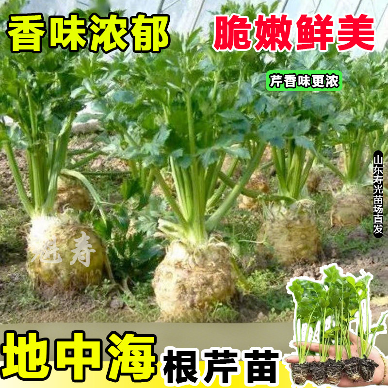 山东寿光正宗地中海根芹苗