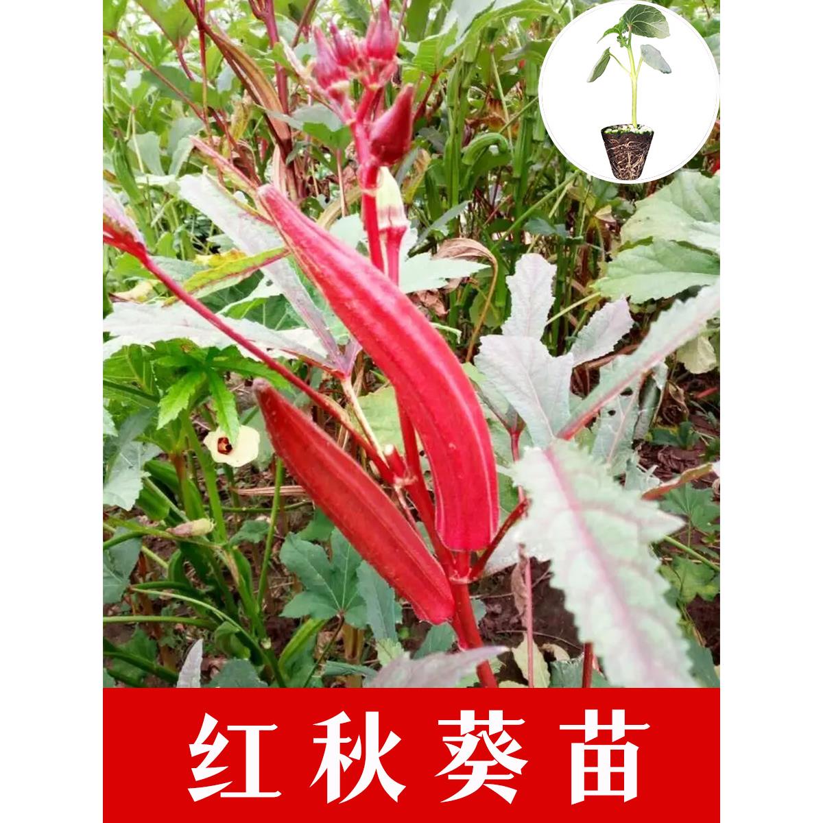 红秋葵秧苗种子耐热高产蔬
