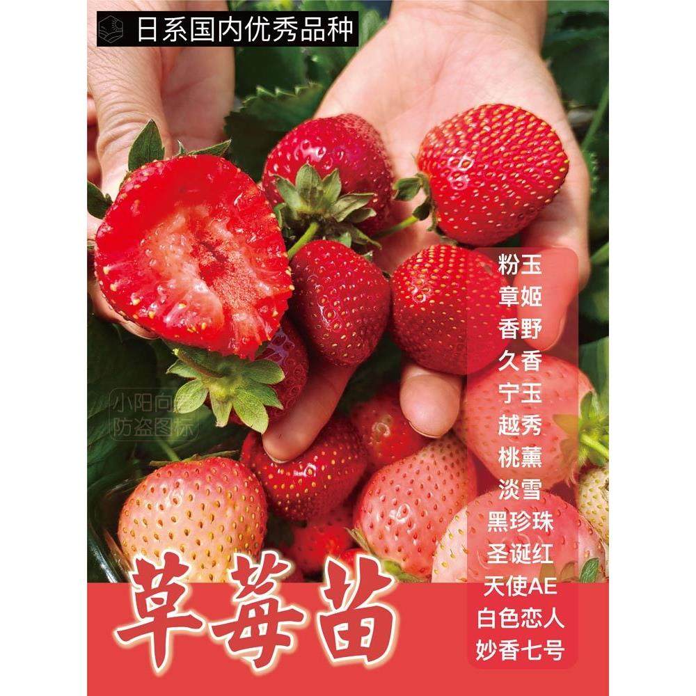 天使草莓穴盘盆栽苗黑珍珠隋珠香野章姬甜宝淡雪妙七粉玉白色恋人