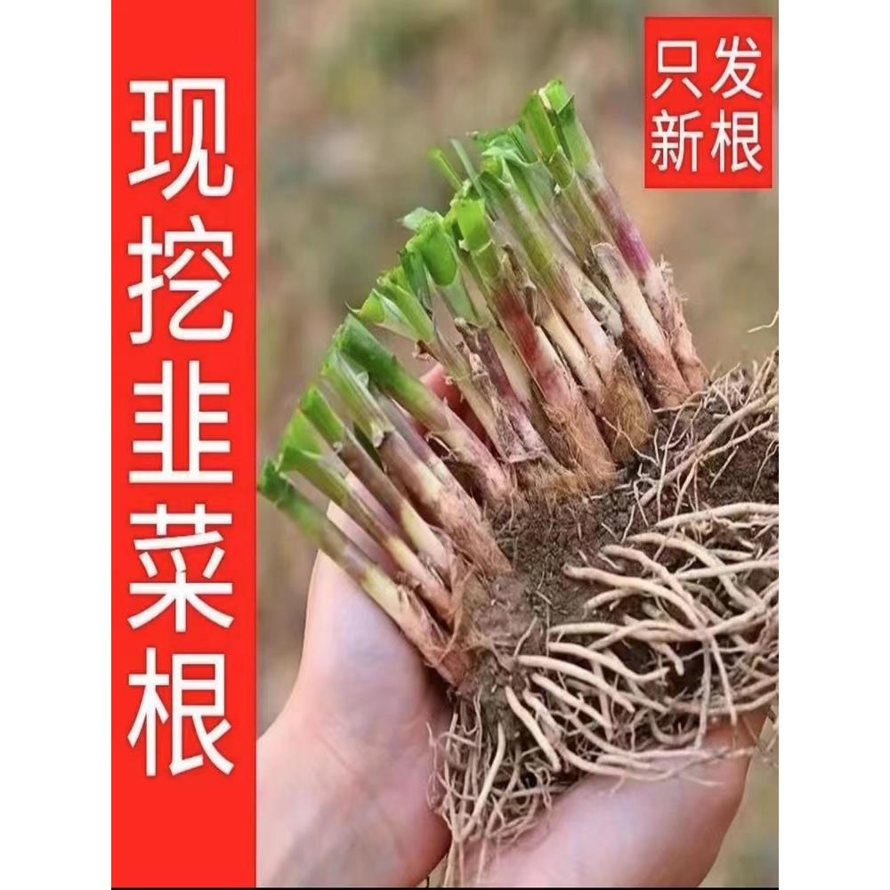 韭菜根苗现挖室内宿四季阳