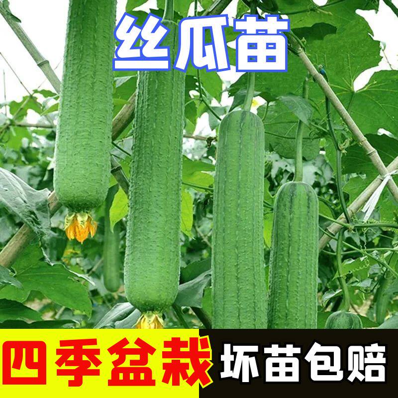 肉丝瓜苗子苗夏季八棱白高产蔬菜苗籽秧孑子秧苗大全四季菜苗秧苗