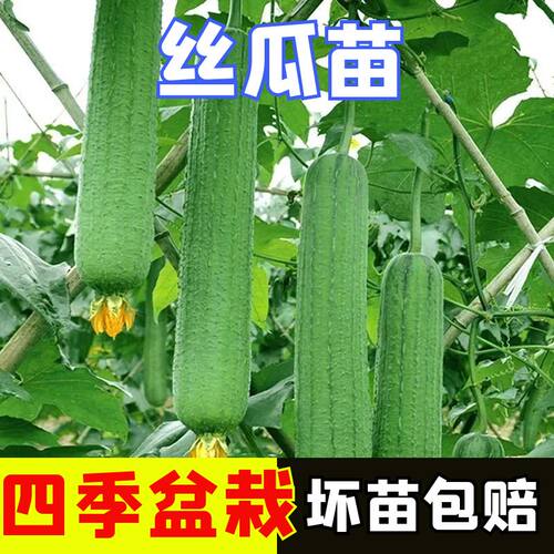 丝瓜苗子丝瓜秧苗四季蔬菜苗