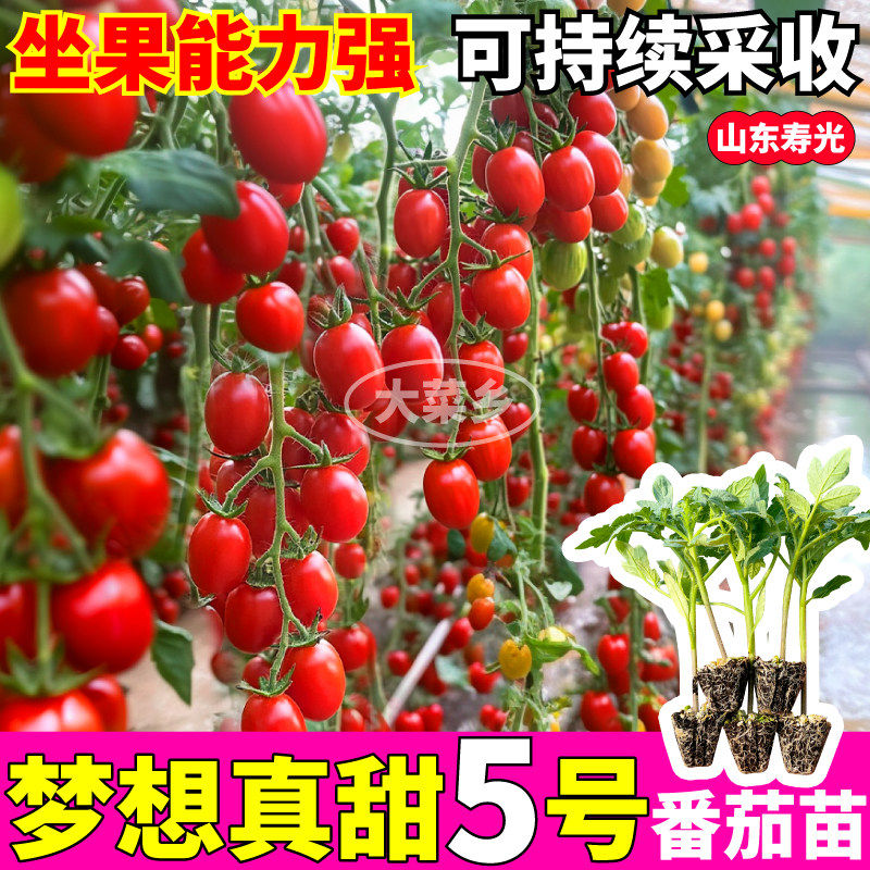 山东寿光梦想真甜5号番茄