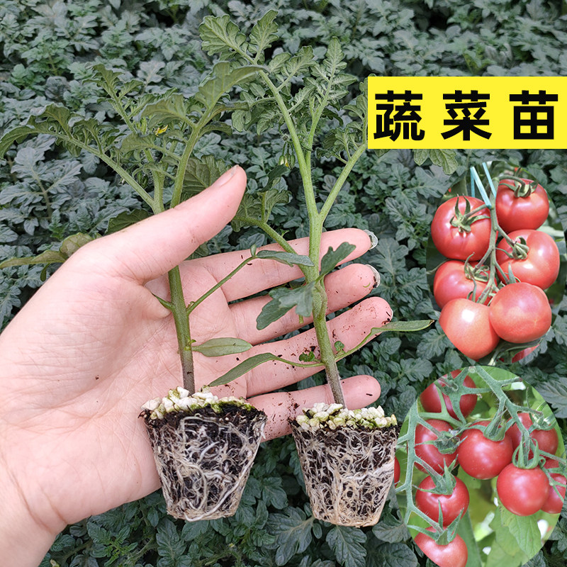 番茄苗秧西红柿辣椒子种阳