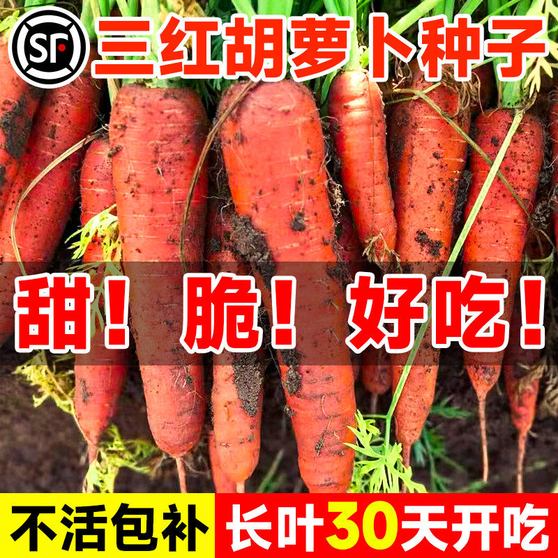 三红胡萝卜种子阳台四季植
