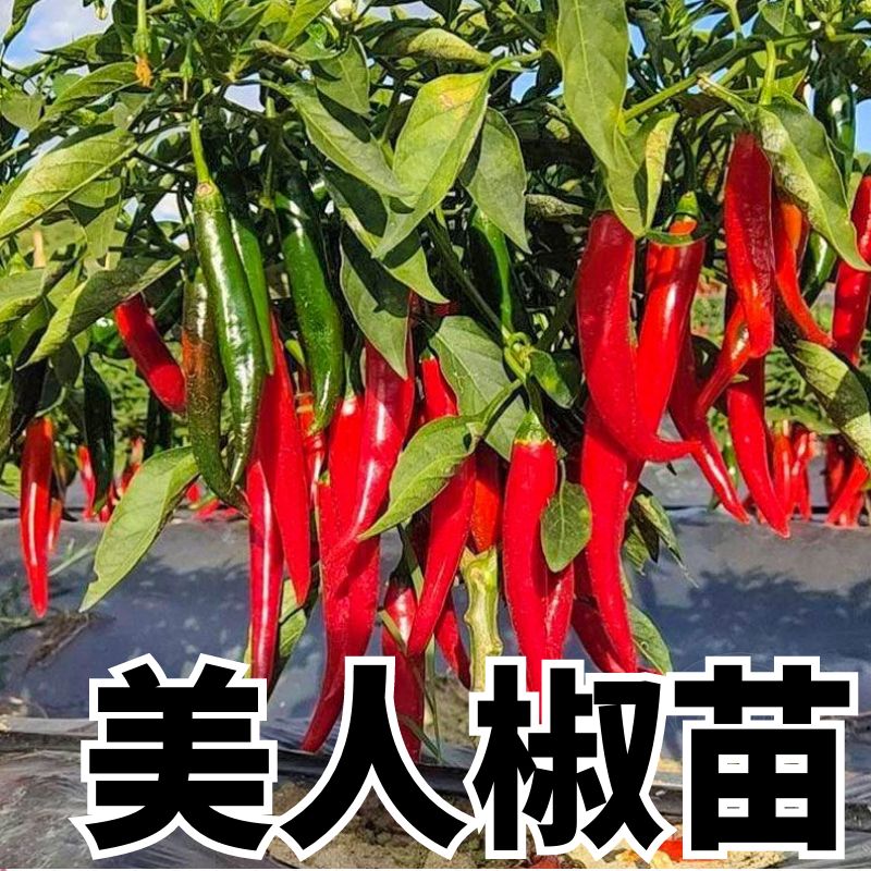 美人椒辣椒苗香辣二荆条秧苗高产青红线椒泡椒幼苗四季盆栽南方种