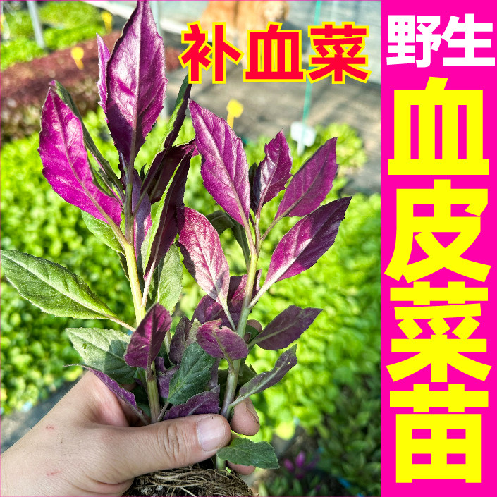 菜野生血皮紫背天葵秧苗带