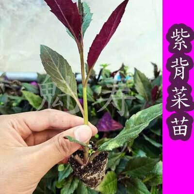 紫背菜苗贝带土盆栽秧特营