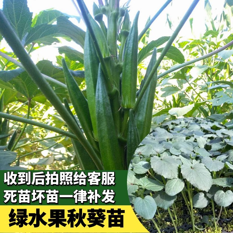 蔬菜红绿四季阳台盆栽寿光水果苗