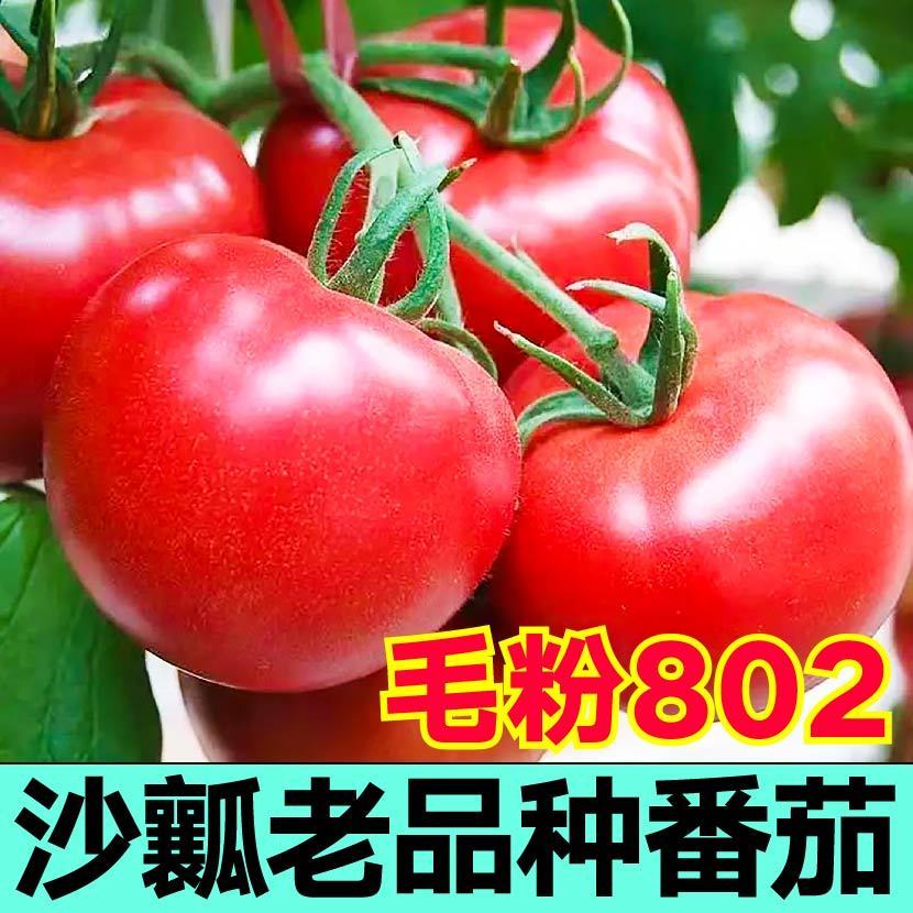 老品种沙瓤毛粉802番茄苗