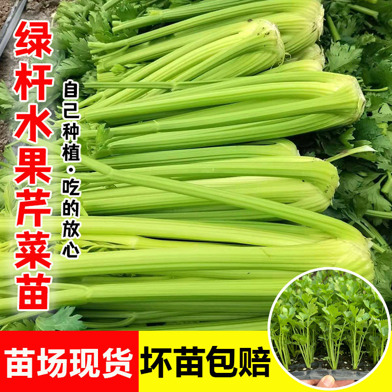 绿杆兰巴达水果西芹苗肉厚脆爽洋芹菜种子高产阳台家庭大棚蔬菜