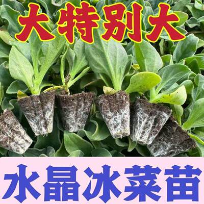 水晶冰菜苗大种子四季特色