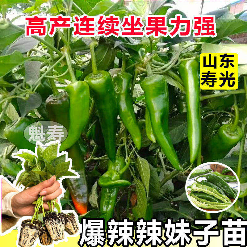 辣妹子椒特种苗青红两用高
