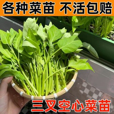 空心菜秧苗蔬大全庭院阳台