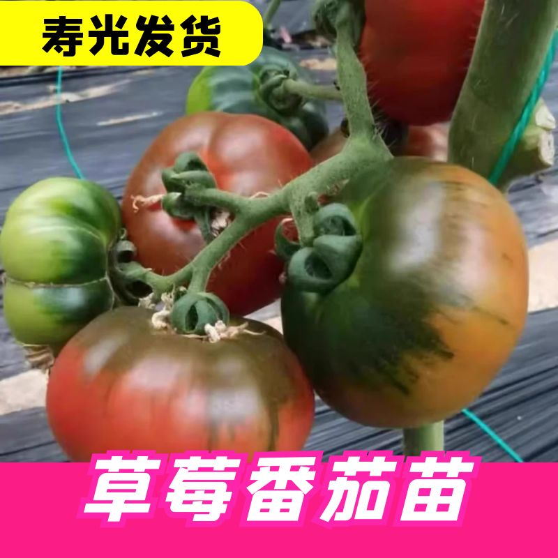 铁皮草莓番茄苗西红柿苗水果矮生阳台盆栽南方适合春天种的菜苗秧