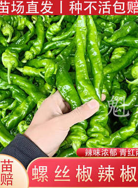 山东寿光大果螺丝椒苗秧香