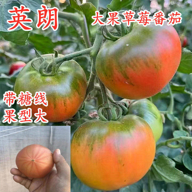 大果草莓番茄种子丹东铁皮柿子苗子嘎啦果绿肩绿腚西红柿种籽英朗