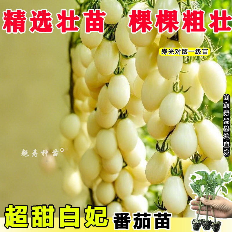 山东寿光白妃番茄秧苗四季