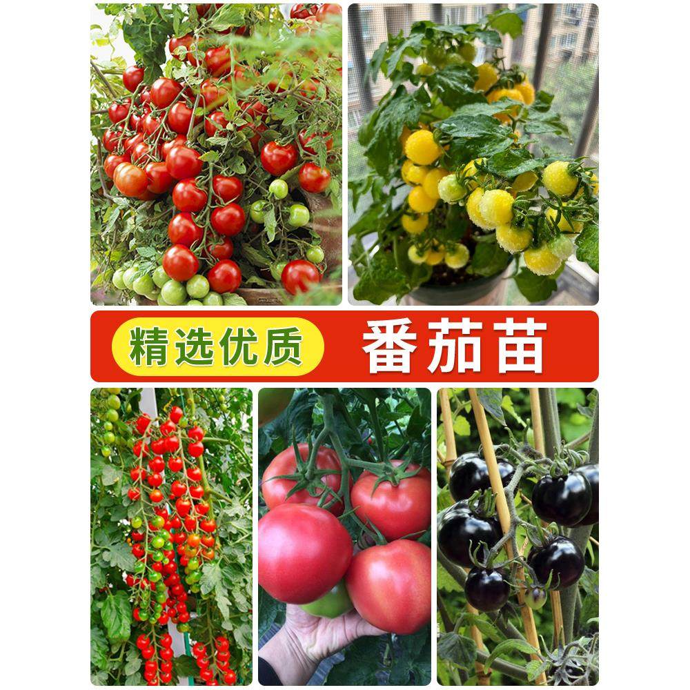 矮生番茄苗盆栽四季小秧圣