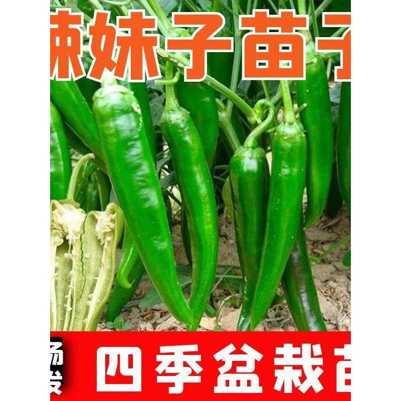 苗子朝天椒线杭甜特辣妹种